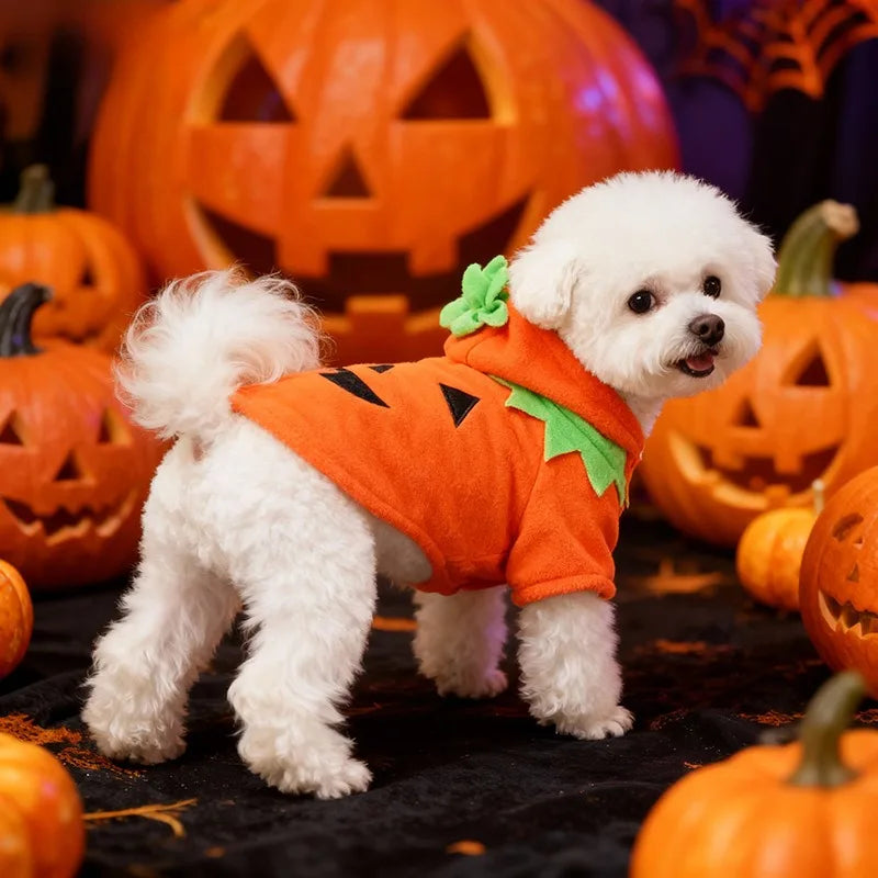 Halloween Pumpkin Pet Costume