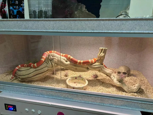 Fashion Big Snake Enclosure Display Rack PVC Reptile Enclosure with Lampshade