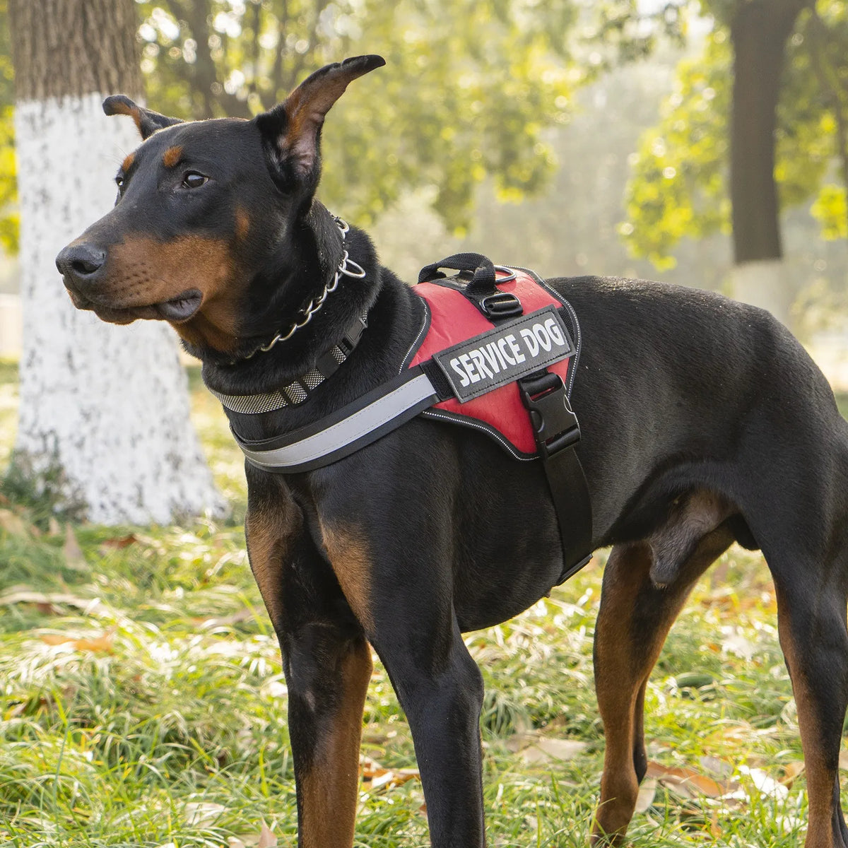 Chest Strap Vest Harness - Explosion Proof Flushing Dog Harness